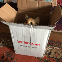 Tekir Kedi, Kedi  Üzüm fotoğrafı