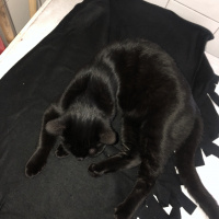 Tekir Kedi, Kedi  Şila fotoğrafı