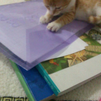Sarman, Kedi  Güneş fotoğrafı
