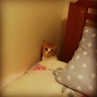 Sarman, Kedi  Güneş fotoğrafı