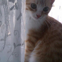 Sarman, Kedi  Güneş fotoğrafı