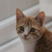 Sarman, Kedi  Güneş fotoğrafı