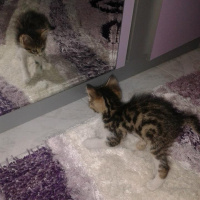Tekir Kedi, Kedi  EFEŞ fotoğrafı