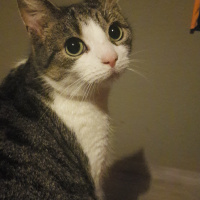 Tekir Kedi, Kedi  Suzi fotoğrafı