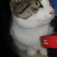 Tekir Kedi, Kedi  Suzi fotoğrafı