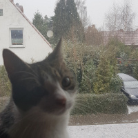 Tekir Kedi, Kedi  Suzi fotoğrafı