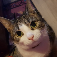Tekir Kedi, Kedi  Suzi fotoğrafı