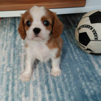Cavalier King Charles Spanieli, Köpek  SEZAR fotoğrafı