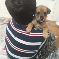 Rottweiler, Köpek  Escobar fotoğrafı