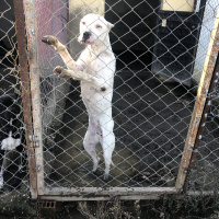 Dogo Arjantin, Köpek  Zeyna fotoğrafı