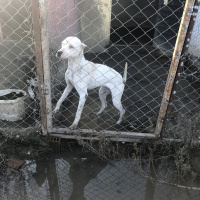 Dogo Arjantin, Köpek  Zeyna fotoğrafı