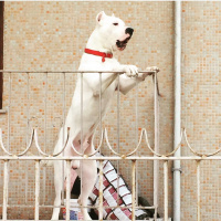 Dogo Arjantin, Köpek  Zeyna fotoğrafı