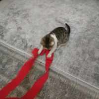 Tekir Kedi, Kedi  Adı yok yavru fotoğrafı