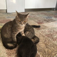 British Shorthair, Kedi  Şirin-Çakıl-Ceku fotoğrafı