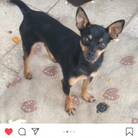 Chihuahua, Köpek  Karabiber fotoğrafı