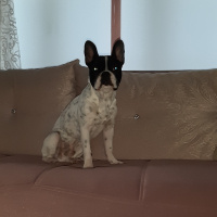 Fransız Bulldog, Köpek  Ares fotoğrafı