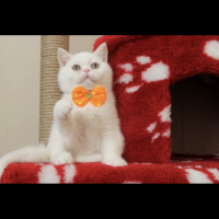 British Shorthair, Kedi  Ponçik fotoğrafı