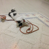 Tekir Kedi, Kedi  Paşa fotoğrafı