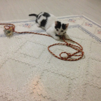 Tekir Kedi, Kedi  Paşa fotoğrafı
