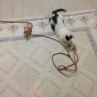 Tekir Kedi, Kedi  Paşa fotoğrafı