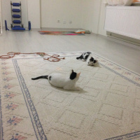 Tekir Kedi, Kedi  Paşa fotoğrafı