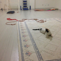 Tekir Kedi, Kedi  Paşa fotoğrafı