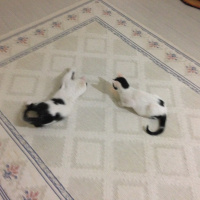 Tekir Kedi, Kedi  Paşa fotoğrafı