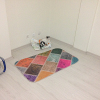 Tekir Kedi, Kedi  Paşa fotoğrafı