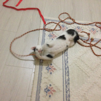 Tekir Kedi, Kedi  Paşa fotoğrafı