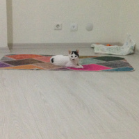 Tekir Kedi, Kedi  Paşa fotoğrafı