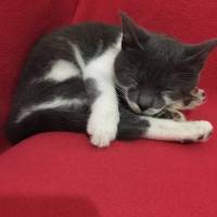 Scottish Fold, Kedi  Gandi fotoğrafı