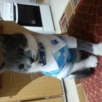 Scottish Fold, Kedi  Gandi fotoğrafı