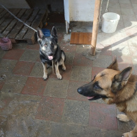 Alman Çoban Köpeği, Köpek  Reks fotoğrafı
