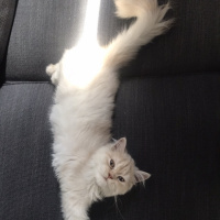 Scottish Fold, Kedi  Ramiz fotoğrafı