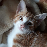 Tekir Kedi, Kedi  Oburiks fotoğrafı