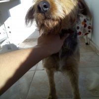 Yorkshire Terrier, Köpek  Fıstık fotoğrafı