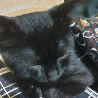 Tekir Kedi, Kedi  SANSLI fotoğrafı