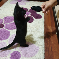 Tekir Kedi, Kedi  SANSLI fotoğrafı