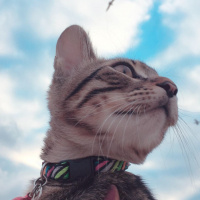 Egyptian Maular, Kedi  Willy fotoğrafı