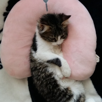Tekir Kedi, Kedi  Yumak fotoğrafı