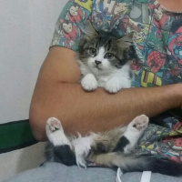 Tekir Kedi, Kedi  Yumak fotoğrafı