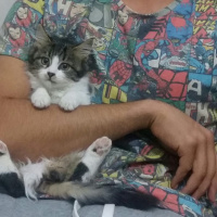 Tekir Kedi, Kedi  Yumak fotoğrafı