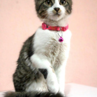 Tekir Kedi, Kedi  Yumak fotoğrafı