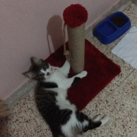 Tekir Kedi, Kedi  Yumak fotoğrafı