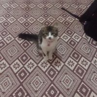 Tekir Kedi, Kedi  Yumak fotoğrafı
