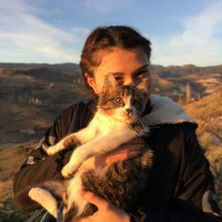 Tekir Kedi, Kedi  Yumak fotoğrafı