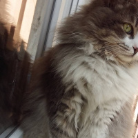 Tekir Kedi, Kedi  Yumak fotoğrafı