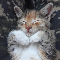 Tekir Kedi, Kedi  Bok fotoğrafı