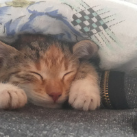 Tekir Kedi, Kedi  Bok fotoğrafı