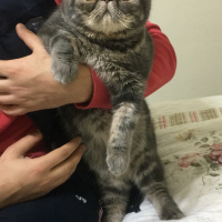 Exotic Shorthair, Kedi  Bado fotoğrafı